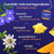 Butterfly Pea Flower Tea, Pineapple Mango - 1.06 oz