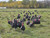 Cooper's Whole Turkey - 13 lb