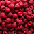 Fresh Raspberries