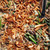 Creamy Green Bean Casserole