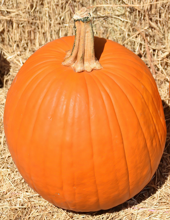 Carving pumpkin