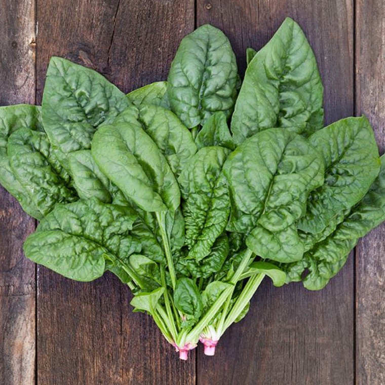 Bloomsdale Longstanding Spinach - 1/4oz