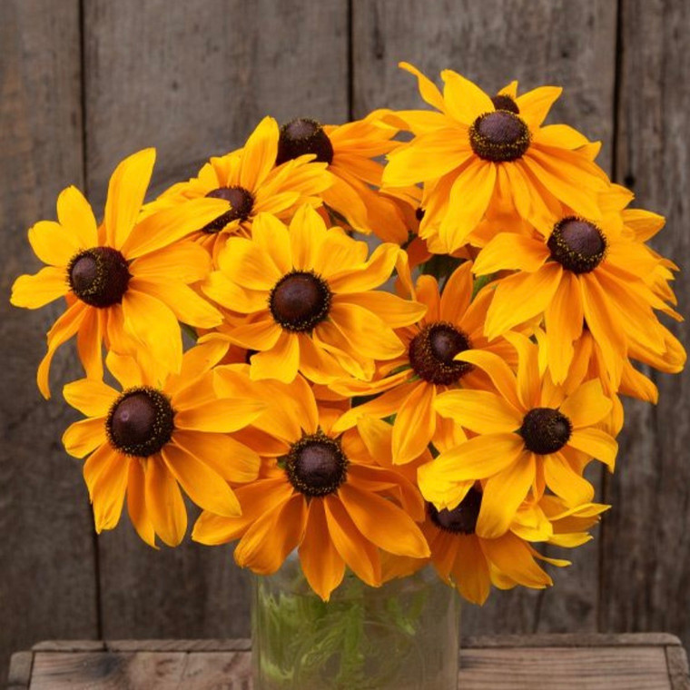 Marmalade Rudbeckia - 50 SEEDS