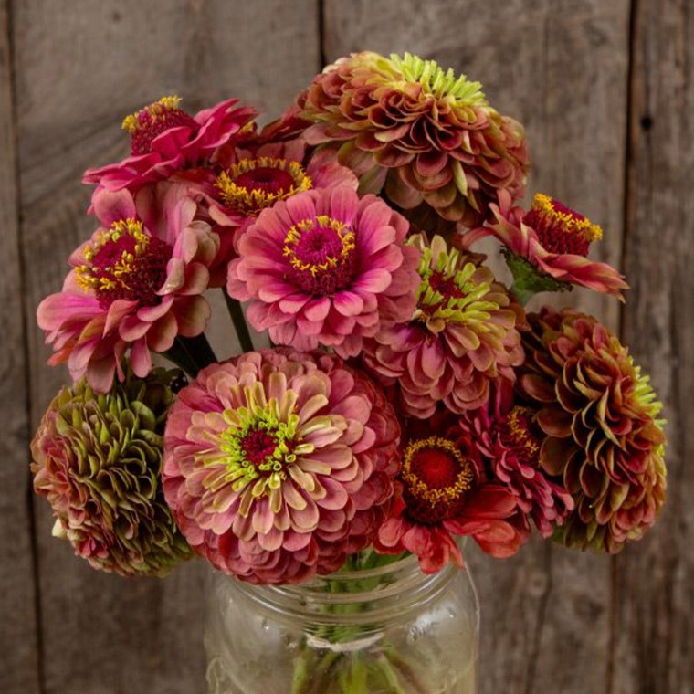 Queeny Lime Red Zinnia - 20 SEEDS