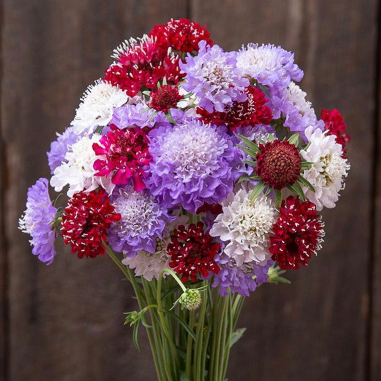 Dynamic Mix Scabiosa- 50 SEEDS