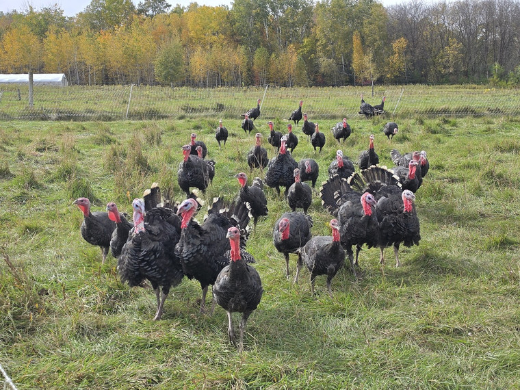 Cooper's Whole Turkey - 13 lb