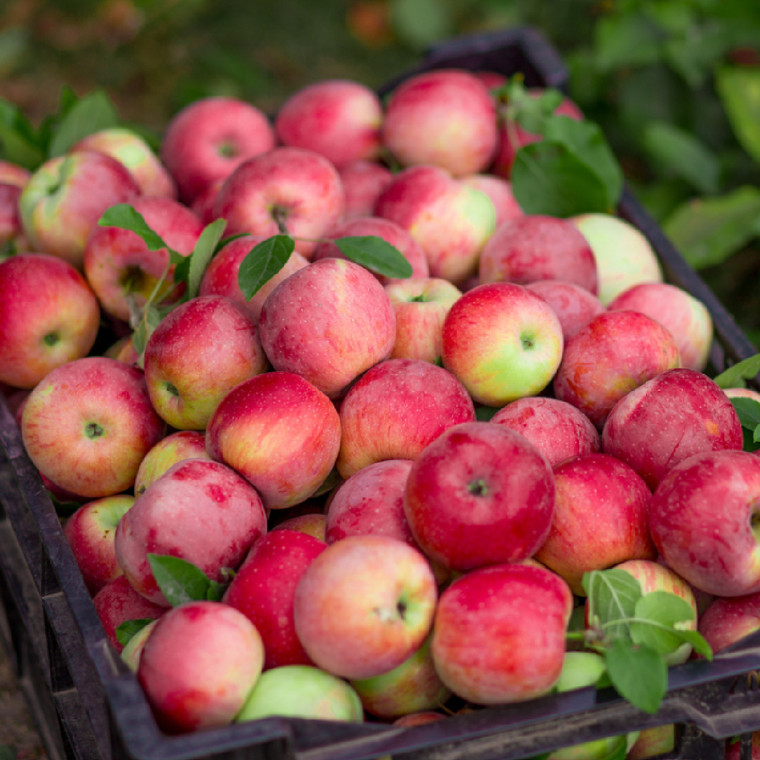 Organic Pie Apples