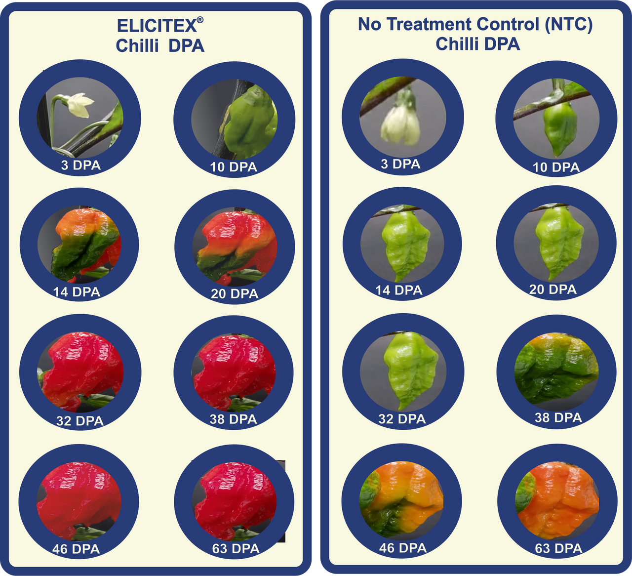 MAVEN ELICITEX MIST Plant Immune Defence Biostimulator Chilli Days Post Anthesis