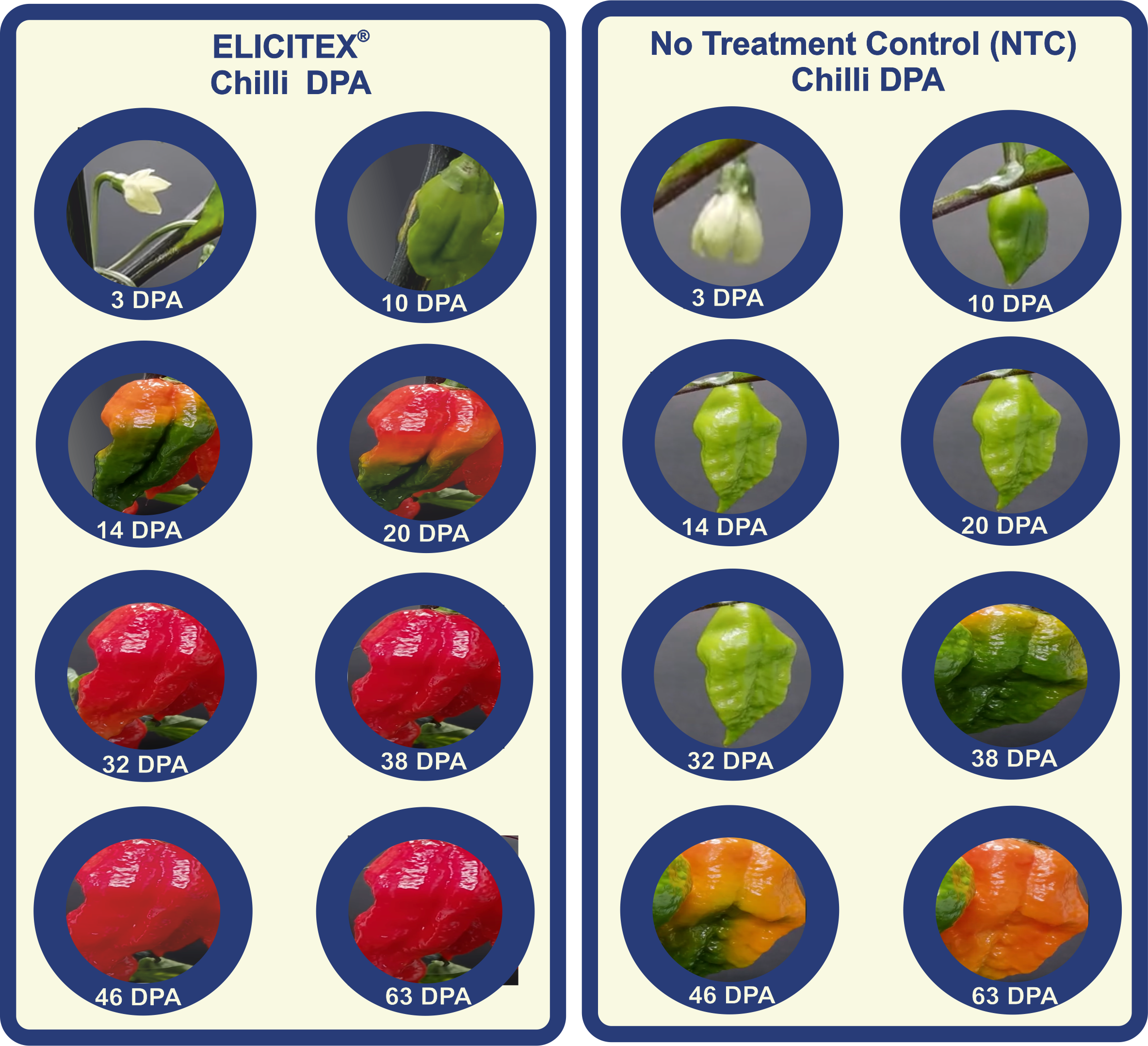 maven-elicitex-chilli-days-post-anthesis-graphic.png