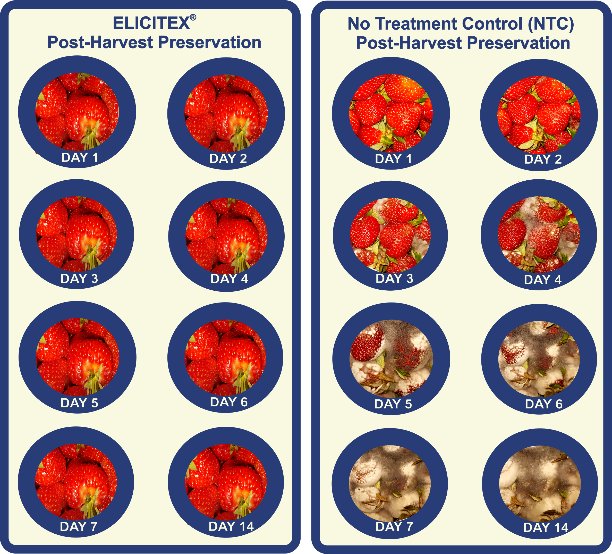 maven-elicitex-post-harvest-strawberry-graphic1.png