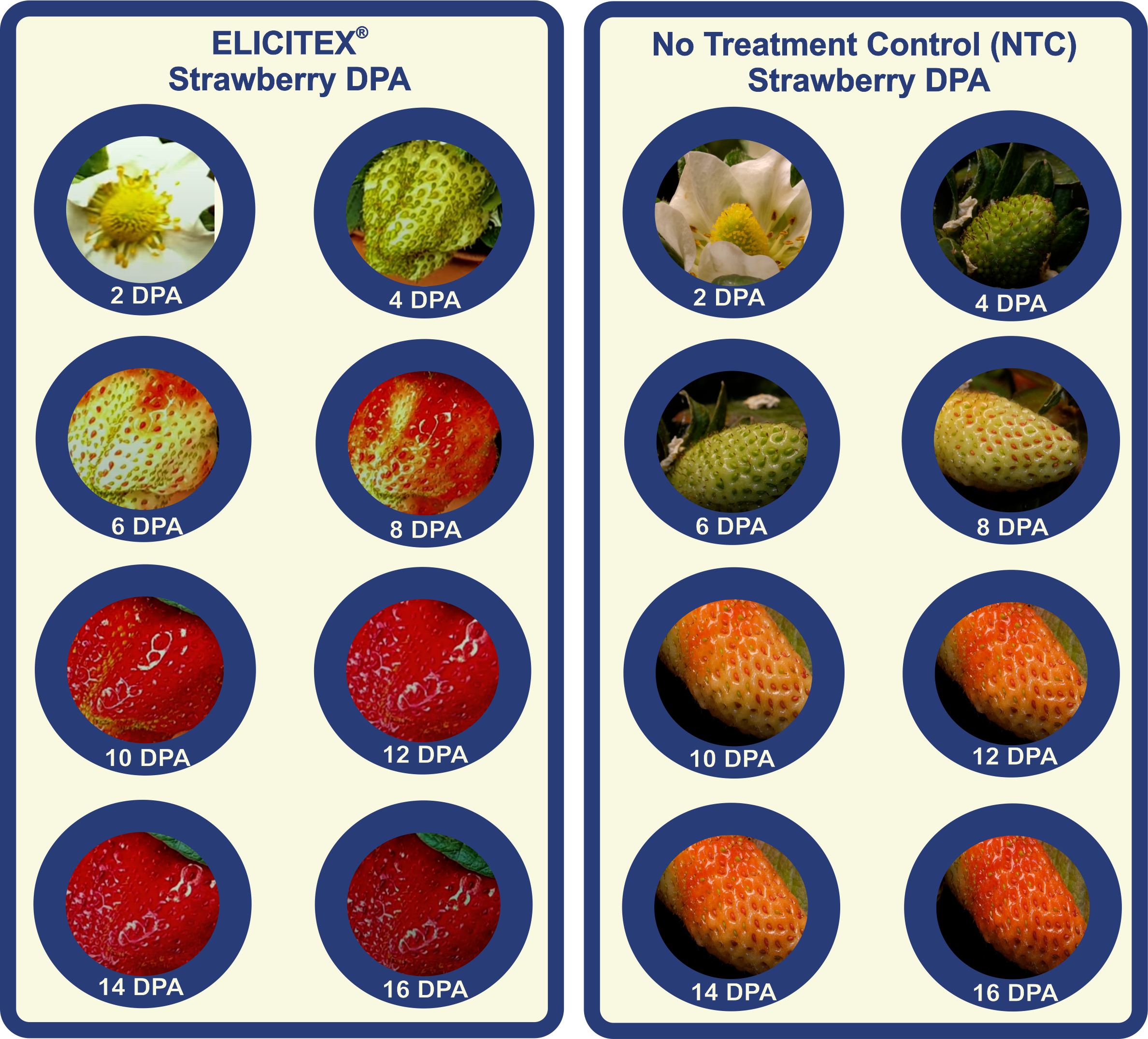 maven-elicitex-post-harvest-strawberry-graphic2.png
