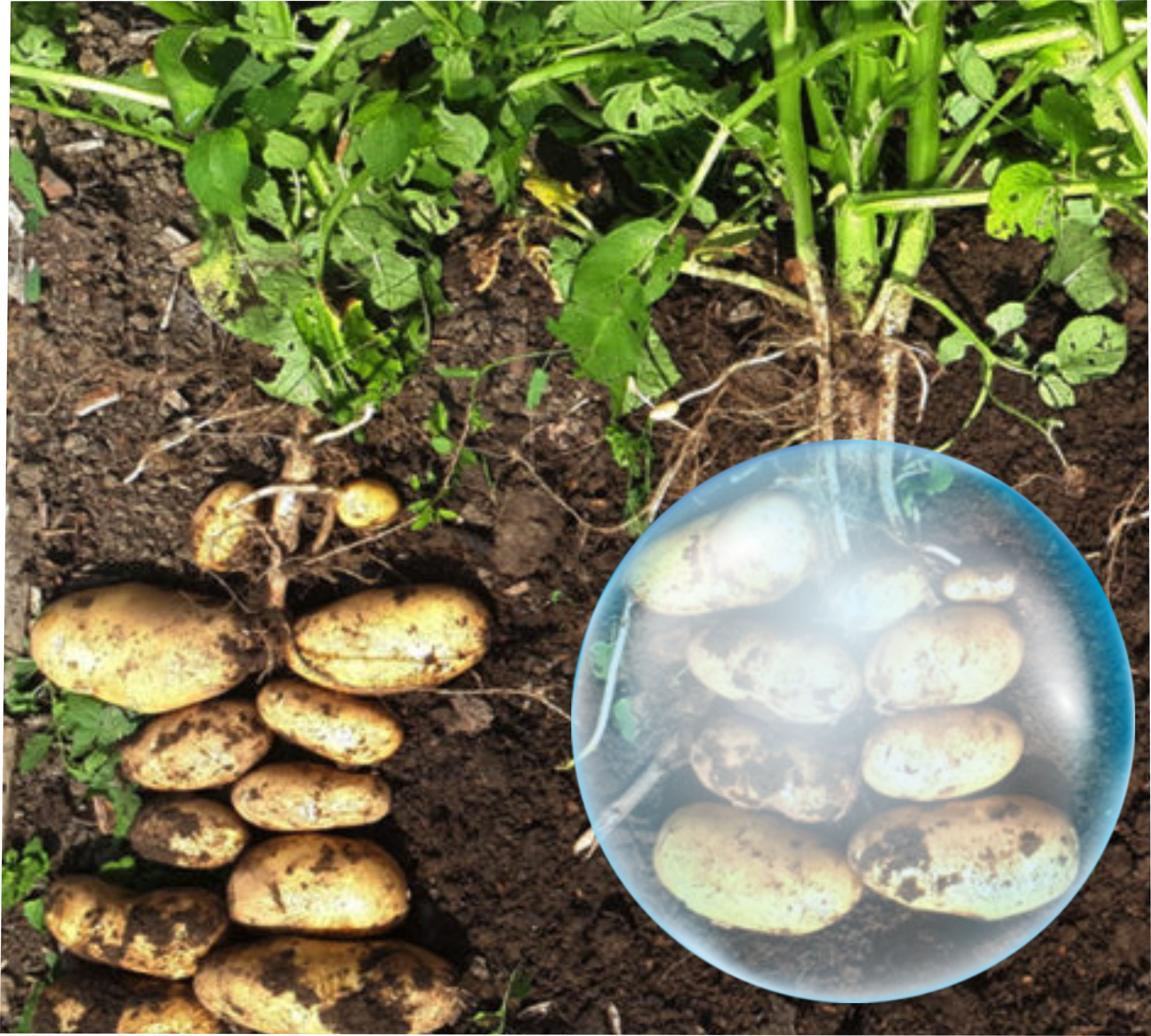 maven-elicitex-potato-bg.png