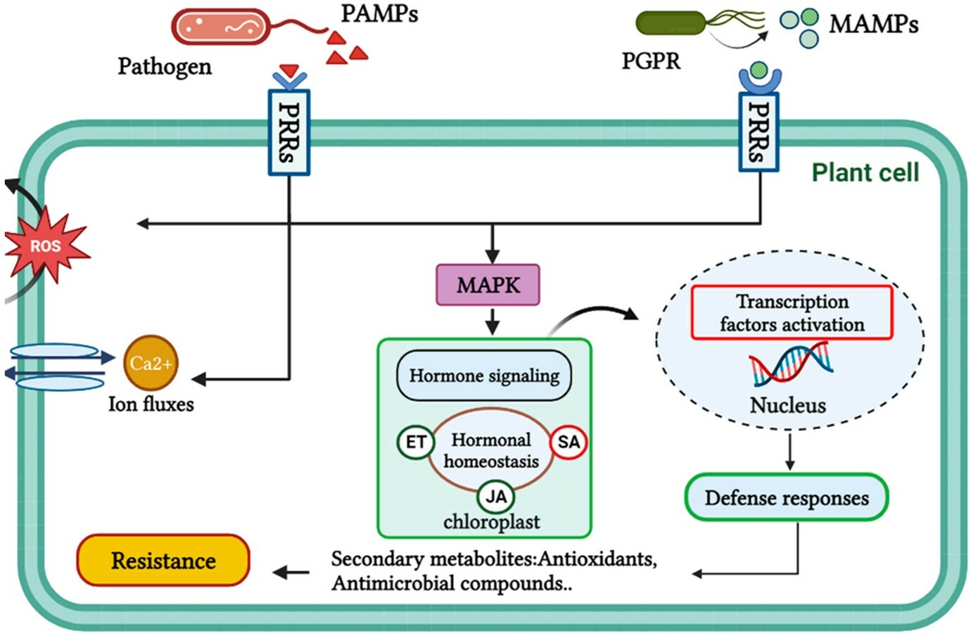 pamps-mamps.jpg