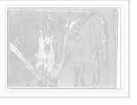 Historic Framed Print, Yaqui Indians lynched by Mexicans,  17-7/8" x 21-7/8"