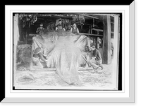 Historic Framed Print, Mounting Roosevelt elephant,  17-7/8" x 21-7/8"