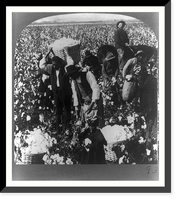 Historic Framed Print, In the domain of King Cotton, near Dallas, Texas,  17-7/8" x 21-7/8"