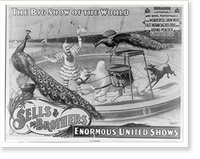 Sells Brothers enormous united shows.. The wonderful Snow White. zebu and riding peacock, Vintage Poster
