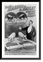 The Barnum & Bailey greatest show on earth. Troupe of very remarkable trained pigs Classic, Vintage Poster