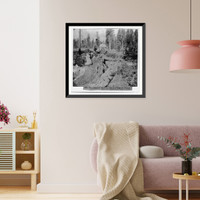 Historic Framed Print, The Original Big Tree, 250 ft from the Stump, 335 ft. long, Mammoth Grove, Calaveras County,  17-7/8" x 21-7/8"