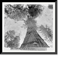 Historic Framed Print, Under the Dome of the Forest - William Cullen Bryant, Mammoth Grove, Calaveras County - Giant Tree,  17-7/8" x 21-7/8"