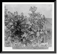 Historic Framed Print, Cactus Giganta, San Jose, Santa Clara County - 2,  17-7/8" x 21-7/8"