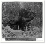 Historic Framed Print, Stump of the Big Tree, Eagle Wing, Mammoth Grove, Calaveras County,  17-7/8" x 21-7/8"