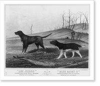 Historic Framed Print, Joe Junior. Champion field trial winner. Owned by G.W. Campbell. Carter's Creek, Tenn. Blue Daisy II". Troroughbred english setter. Owned by W.H. Holabird. Valparaiso,  Ind.",  17-7/8" x 21-7/8"