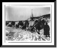 Historic Framed Print, [Bactrian camels of a military caravan on the Amur River],  17-7/8" x 21-7/8"