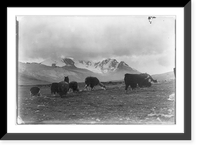 Alpacas grazing. Peru. ca. 192-. - 3, Antique Print