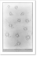 Vintage Photo Print - Butterflies - Historic Wall Art Gift