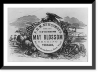 F. H. M. Newcombe's fine cut Cavendish May Blossom smoking tobacco. Classic, Antique Print