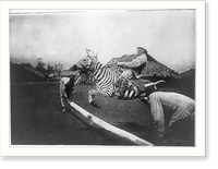 Man on a tame zebra jumping a fence in East Africa, Vintage Wall Art