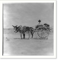 Mexican-Americans in Southwestern U.S., 1901?: man in 2-donkey cart, Antique Print