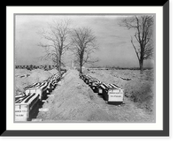 Coffins of Spanish-American war dead lined up for burial in Arlington National Cemetery. Washington, D.C. 1898, Antique Print