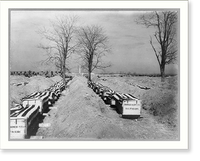 Coffins of Spanish-American war dead lined up for burial in Arlington National Cemetery. Washington, D.C. 1898, Antique Print
