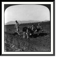 Historic Framed Print, A Chinese farmer turning the soil with a wooden plow drawn by donkeys,  17-7/8" x 21-7/8"