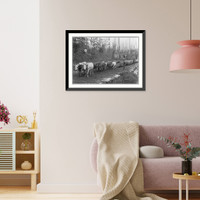 Historic Framed Print, [Oxen hauling log trains on skid roads, Western U.S.; team of 8, close-up],  17-7/8" x 21-7/8"