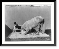 Prince Albert, Cuthbertson's famous educated horse, Vintage Wall Art