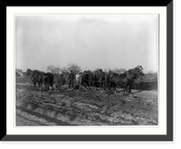 Historic Framed Print, [American Indian and African American students at Hampton Institute, Hampton, Va. 1900(?) - men and women learning how to plow field],  17-7/8" x 21-7/8"