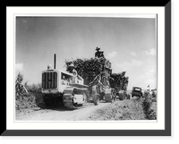 Caterpillar tractor drawing carts loaded with cut sugar cane to nearest railroad spur. Central America, Antique Print