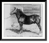 Prize winners at Sherburne County Fair, Minnesota: work horse Herbert"", Antique Wall Art