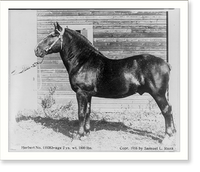 Prize winners at Sherburne County Fair, Minnesota: work horse Herbert"", Antique Wall Art