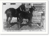 Prize winners at Sherburne County fair, Minnesota. Horses Keota Fair Maid" and her filly", Vintage Print
