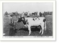 Prize winners at Sherburne County fair, Minnesota - R.E. Lynche's prize Ayrshire bull"", Vintage Print