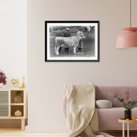 County or state fair in New England: 2 men and a woman with prize heifer, Antique Poster
