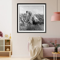 Migratory field worker picking cotton in San Joaquin Valley, California. These pickers are paid seventy-five cents per hundred pounds of picked cotton, Antique Print