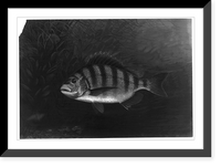 Historic Framed Print, [Sheepshead],  17-7/8" x 21-7/8"