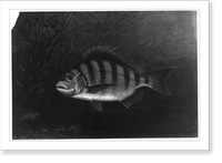 Historic Framed Print, [Sheepshead],  17-7/8" x 21-7/8"