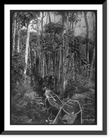 Theodore Roosevelt, 1858-1919; lantern slide of Roosevelt's Brazil expedition, 1913, taken by his son Kermit - 7, Historic Reproduction