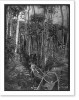 Theodore Roosevelt, 1858-1919; lantern slide of Roosevelt's Brazil expedition, 1913, taken by his son Kermit - 7, Historic Reproduction